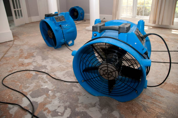 Best Mold removal after water damage  in Frankl, IN